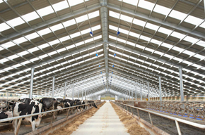 Prefab Steel Structure Cattle Farm Barn