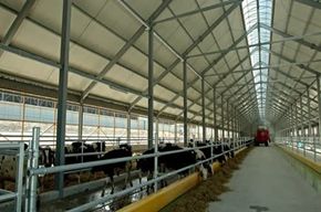 Prefab Steel Structure Cattle Farm Barn