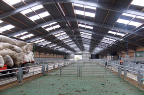 Steel Structure Sheep Farm House