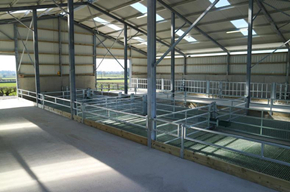 Fast Built Prefab Steel Sheep Farm Barn