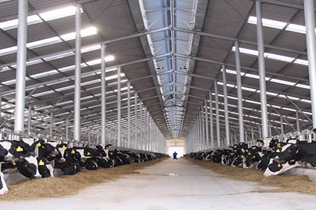 Prefab Steel Structure Cattle Farm Barn