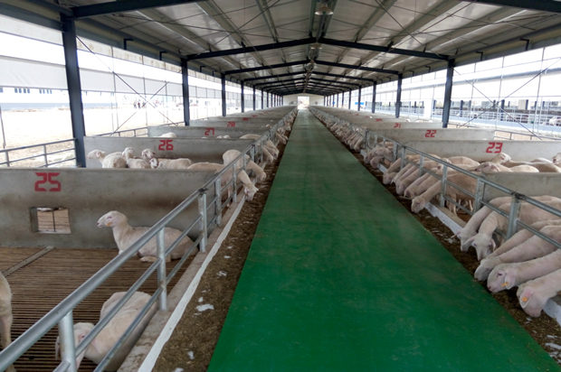 Prefab Steel Structure Sheep Shed