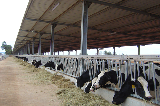 Steel Structure Cow Barn Building