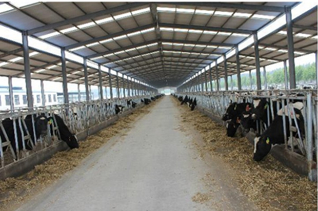 Low Price Steel Construction Cattle Farm House