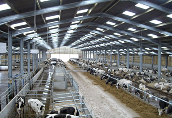 Pre Engineering Steel Structrue Cow Farm Barn